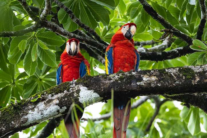 Pair of Scarlet Macaws (Ara macao), Corcovado National Park, Osa Peninsula, Puntarenas Province. These birds mate for life.