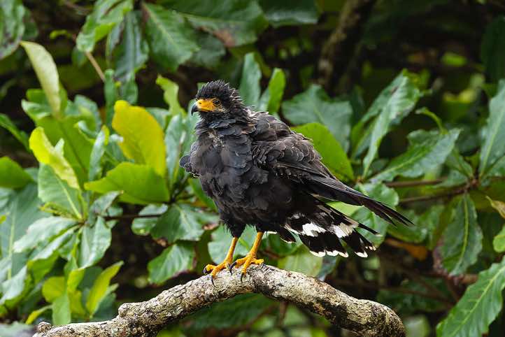 Common Black Hawk (Buteogallus anthracinus), Corcovado National Park, Osa Peninsula, Puntarenas Province