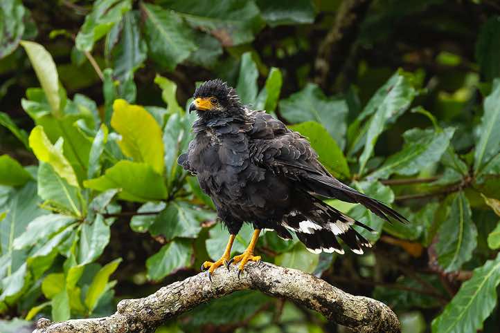 Common Black Hawk (Buteogallus anthracinus), Corcovado National Park, Osa Peninsula, Puntarenas Province