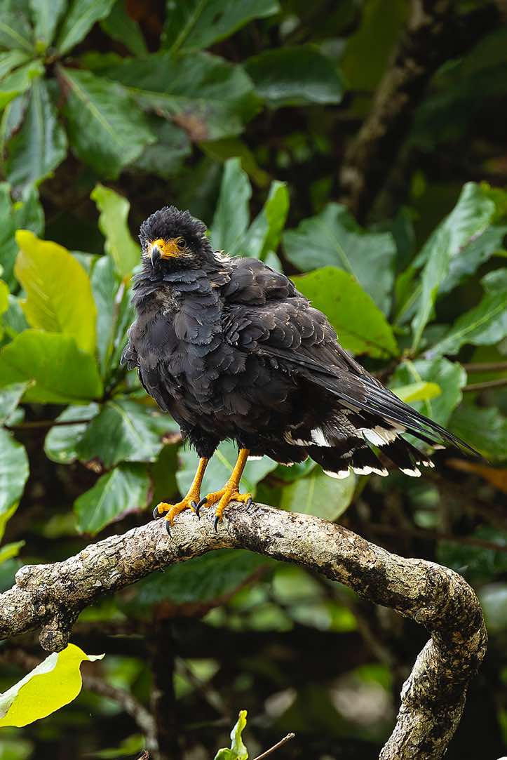 Common Black Hawk (Buteogallus anthracinus), Corcovado National Park, Osa Peninsula, Puntarenas Province