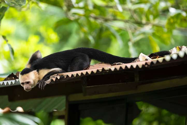 Curious White-faced Capuchin (Cebus capucinus), Corcovado National Park, Osa Peninsula, Puntarenas Province