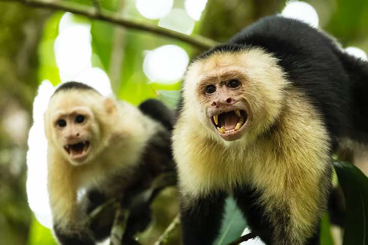 White-faced Capuchins (Cebus capucinus) are sometimes aggressive, Corcovado National Park, Osa Peninsula, Puntarenas Province