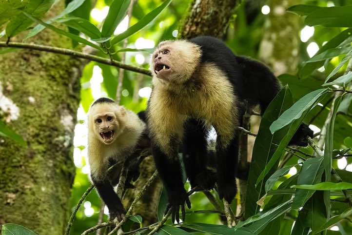 White-faced Capuchins (Cebus capucinus), Corcovado National Park, Osa Peninsula, Puntarenas Province