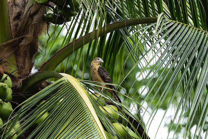 Yellow-headed Caracara (Daptrius chimachima), Corcovado National Park, Osa Peninsula, Puntarenas Province