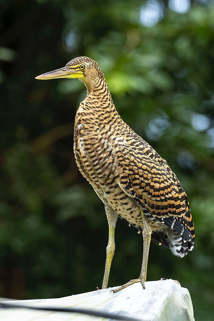 Juvenile Bare-throated Tiger-Heron (Tigrisoma mexicanum), Corcovado National Park, Osa Peninsula, Puntarenas Province