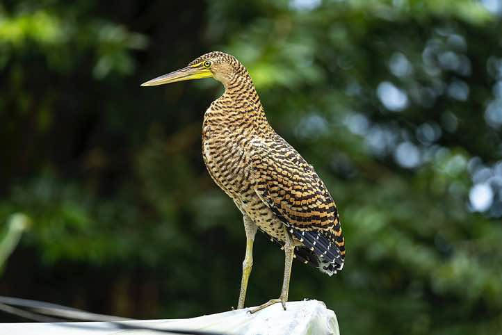 Juvenile Bare-throated Tiger-Heron (Tigrisoma mexicanum), Corcovado National Park, Osa Peninsula, Puntarenas Province