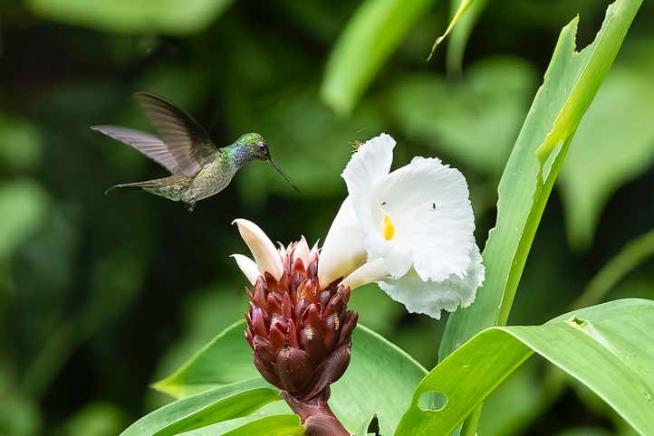 Male Blue-chested Hummingbird (Polyerata amabilis) hovering near flower, Corcovado National Park, Osa Peninsula, Puntarenas Province