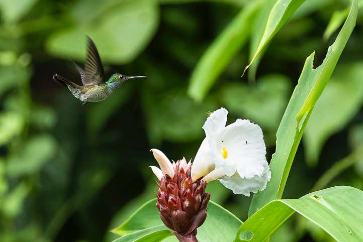 Male Blue-chested Hummingbird (Polyerata amabilis) hovering near flower, Corcovado National Park, Osa Peninsula, Puntarenas Province