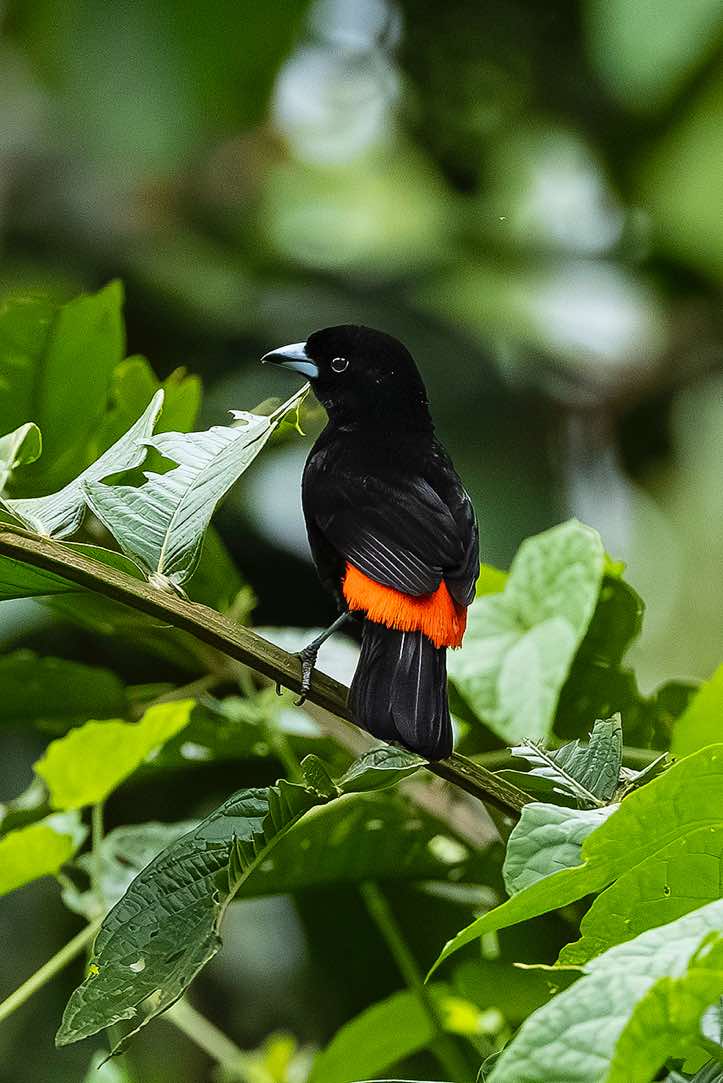 Male Passerini's Tanager (Ramphocelus passerinii), or Scarlet-rumped Tanager, Corcovado National Park, Osa Peninsula, Puntarenas Province