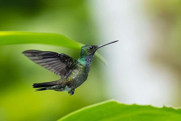 Male Blue-chested Hummingbird (Polyerata amabilis) in flight, Corcovado National Park, Osa Peninsula, Puntarenas Province