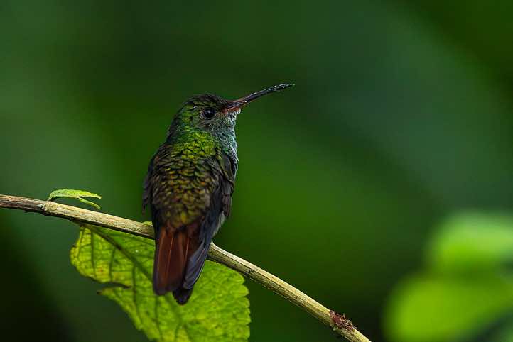 Coppery-headed Emerald (Microchera cupreiceps, Syn. Elvira cupreiceps) perching on branch, a small hummingbird endemic to Costa Rica