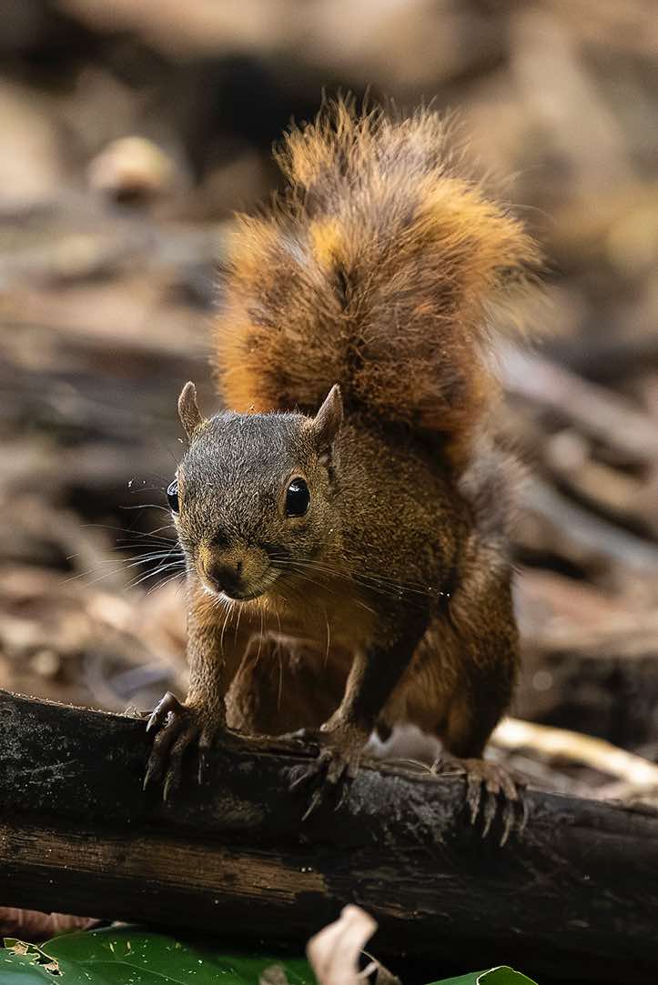 Red-tailed Squirrel (Sciurus granatensis), Corcovado National Park, Osa Peninsula, Puntarenas Province