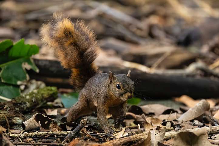 Red-tailed Squirrel (Sciurus granatensis), Corcovado National Park, Osa Peninsula, Puntarenas Province