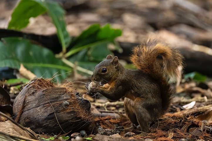 Red-tailed Squirrel (Sciurus granatensis) eating, Corcovado National Park, Osa Peninsula, Puntarenas Province