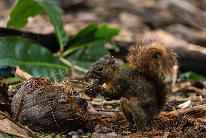 Red-tailed Squirrel (Sciurus granatensis) eating, Corcovado National Park, Osa Peninsula, Puntarenas Province