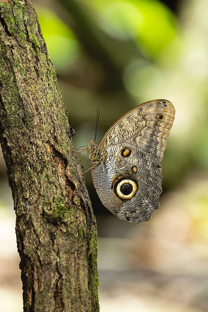 Owl Butterfly, Corcovado National Park, Osa Peninsula, Puntarenas Province
