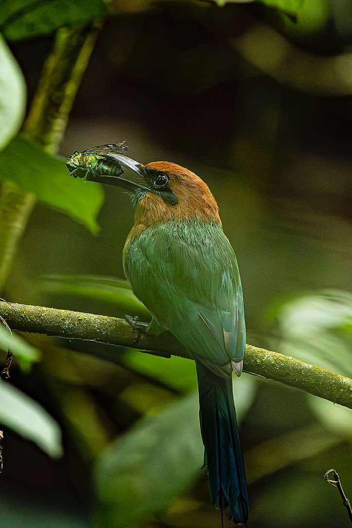 Broad-billed Motmot (Electron platyrhynchum) with prey in its beak, Arenal Volcano National Park, Alajuela Province
