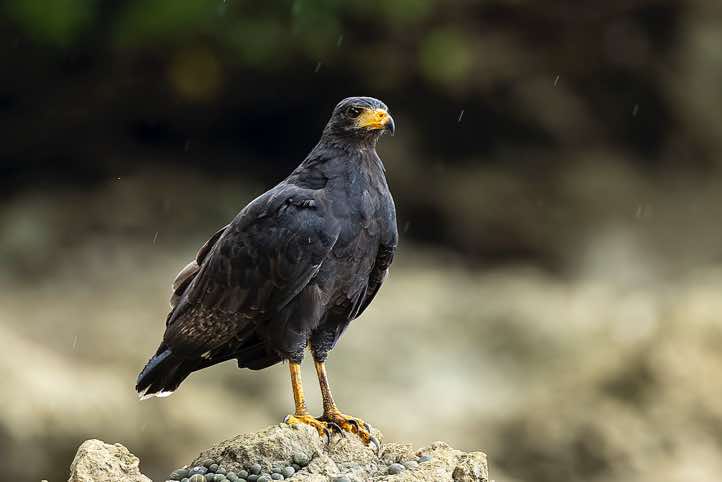 Common Black Hawk (Buteogallus anthracinus), Corcovado National Park, Osa Peninsula, Puntarenas Province