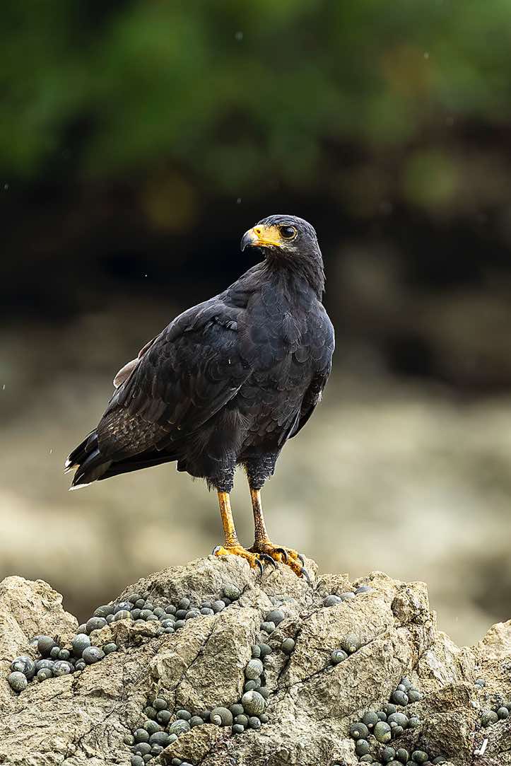 Common Black Hawk (Buteogallus anthracinus), Corcovado National Park, Osa Peninsula, Puntarenas Province