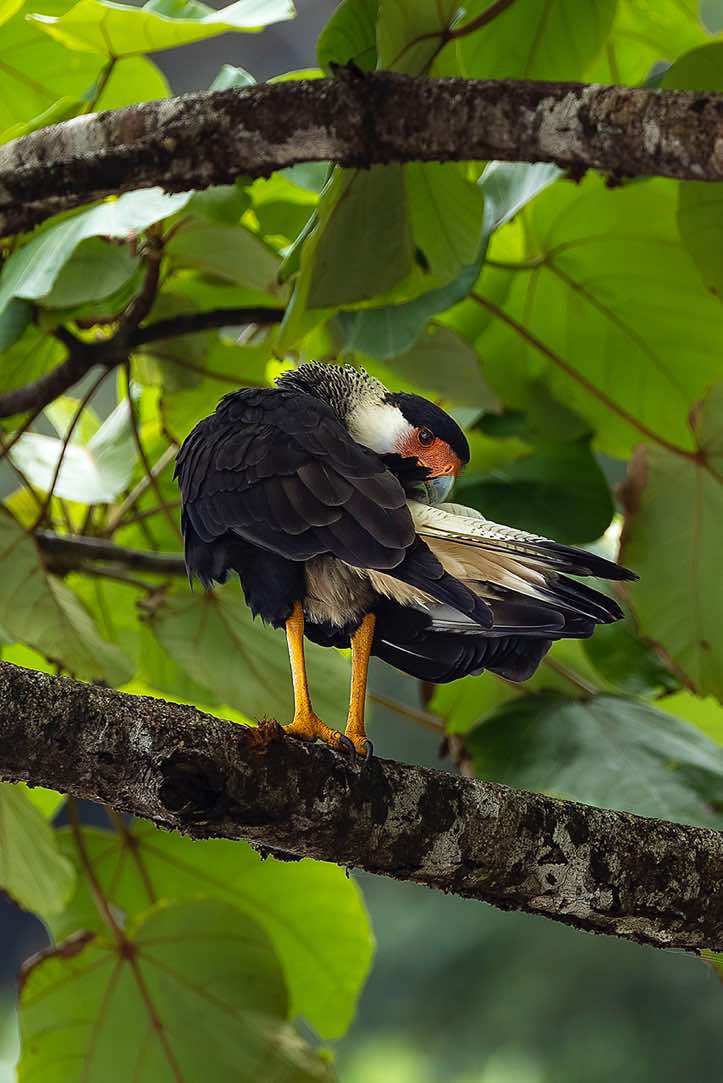 Crested Caracara (Caracara plancus), Corcovado National Park, Osa Peninsula, Puntarenas Province