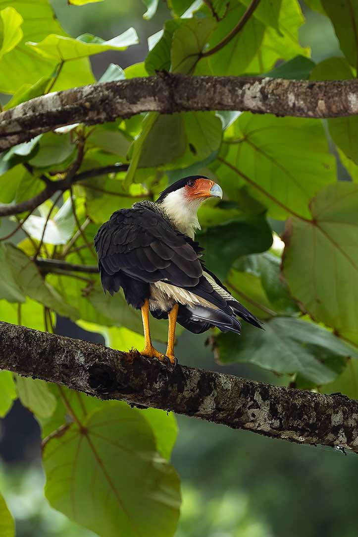 Crested Caracara (Caracara plancus), Corcovado National Park, Osa Peninsula, Puntarenas Province