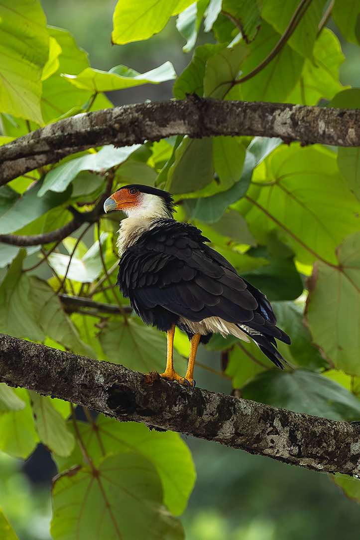 Crested Caracara (Caracara plancus), Corcovado National Park, Osa Peninsula, Puntarenas Province