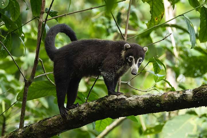 White-nosed Coati (Nasua narica), Corcovado National Park, Osa Peninsula, Puntarenas Province