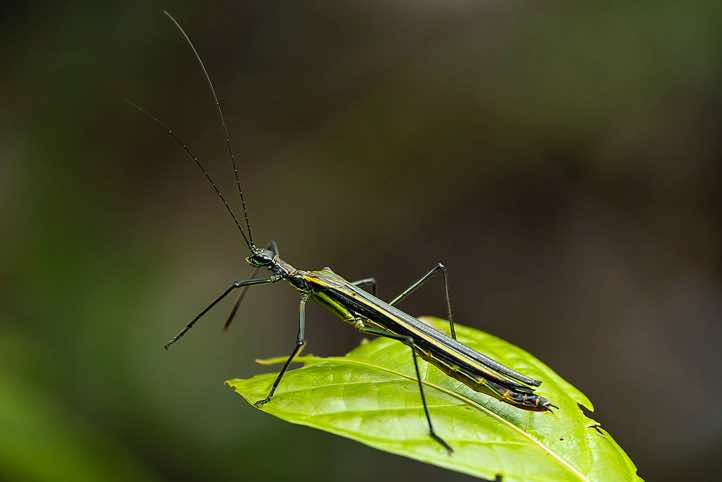 Anthericonia anketeschke, a stick insect, walking on a leaf, Tenorio Volcano National Park, Guanacaste Province