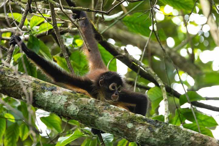Geoffroy's Spider Monkey (Ateles geoffroyi), or Central American Spider Monkey, Corcovado National Park, Osa Peninsula, Puntarenas Province