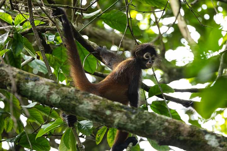 Geoffroy's Spider Monkey (Ateles geoffroyi), or Central American Spider Monkey, Corcovado National Park, Osa Peninsula, Puntarenas Province