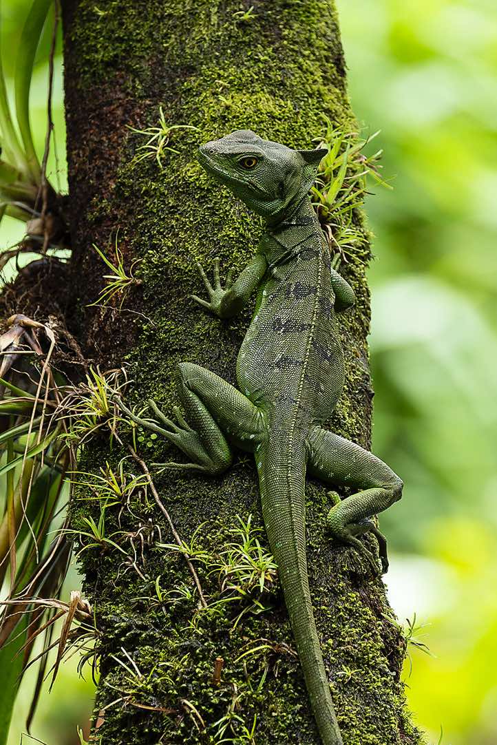 Plumed Basilisk (Basiliscus plumifrons), or Green Basilisk, known as the 'Jesus Christ Lizard' for its ability to run on water, Tenorio Volcano National Park, Guanacaste Province