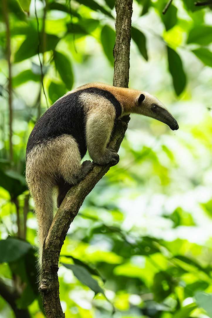 Northern Tamandua (Tamandua mexicana), Corcovado National Park, Osa Peninsula, Puntarenas Province