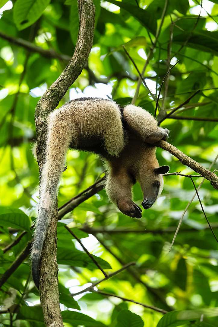 Northern Tamandua (Tamandua mexicana), Corcovado National Park, Osa Peninsula, Puntarenas Province
