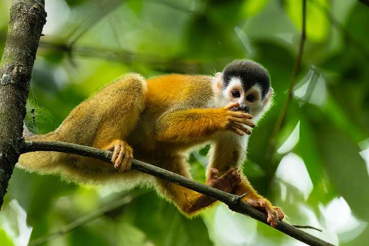Central American Squirrel Monkey (Saimiri oerstedii), or Red-backed Squirrel Monkey, Corcovado National Park, Osa Peninsula, Puntarenas Province