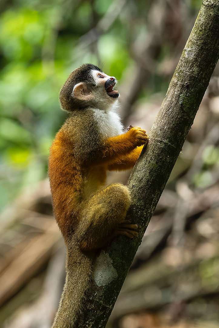 Central American Squirrel Monkey (Saimiri oerstedii), or Red-backed Squirrel Monkey, Corcovado National Park, Osa Peninsula, Puntarenas Province