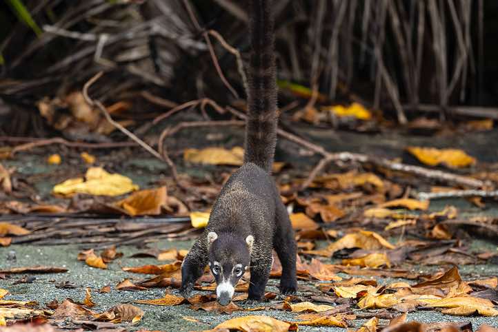 White-nosed Coati (Nasua narica) looking for food on the beach, Corcovado National Park, Osa Peninsula, Puntarenas Province