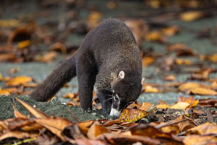 White-nosed Coati (Nasua narica) looking for food on the beach, Corcovado National Park, Osa Peninsula, Puntarenas Province