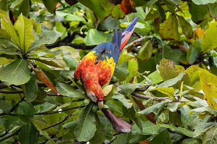 Scarlet Macaw (Ara macao) reaches for almond tree seeds, Carate, Osa Peninsula, Puntarenas Province