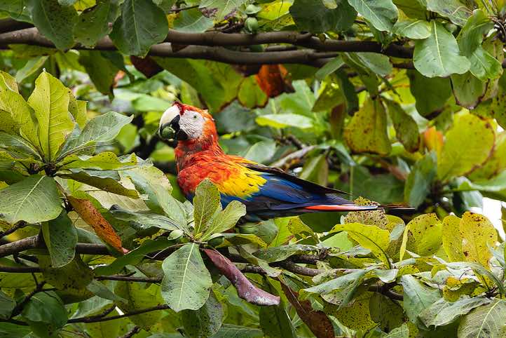 Scarlet Macaw (Ara macao) with an almond tree seed in its beak, Carate, Osa Peninsula, Puntarenas Province