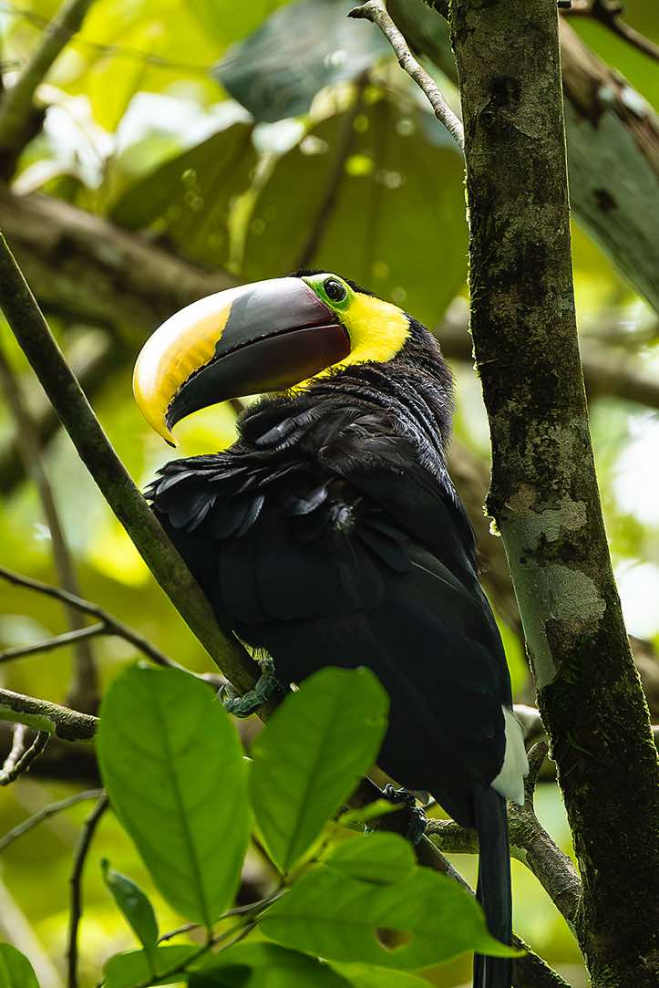 Yellow-throated Toucan (Ramphastos ambiguus), Osa Peninsula, Puntarenas Province