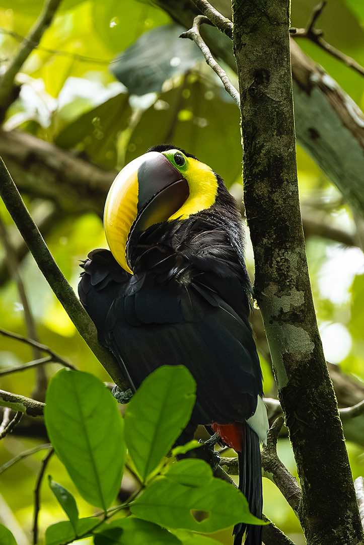 Yellow-throated Toucan (Ramphastos ambiguus), Osa Peninsula, Puntarenas Province