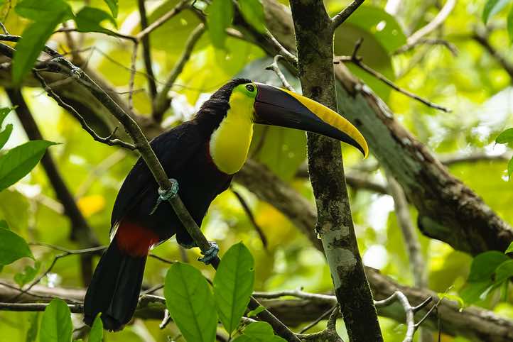 Yellow-throated Toucan (Ramphastos ambiguus), Osa Peninsula, Puntarenas Province