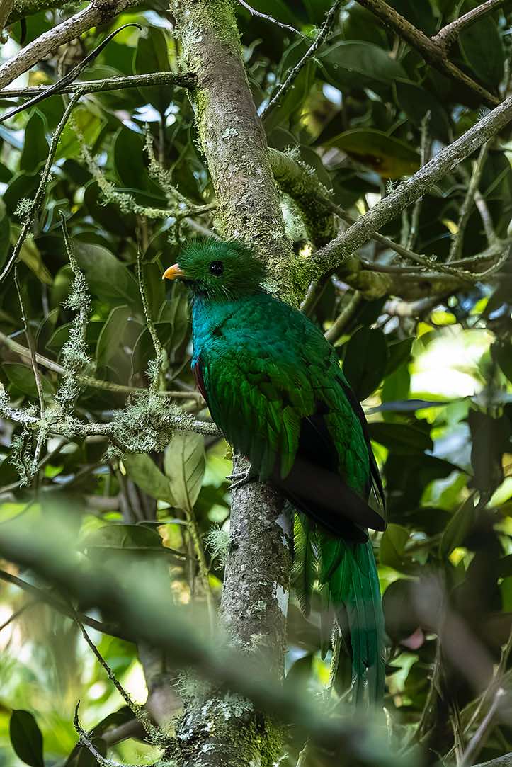 Male Resplendent Quetzal (Pharomachrus mocinno), San Gerardo de Dota, San José Province
