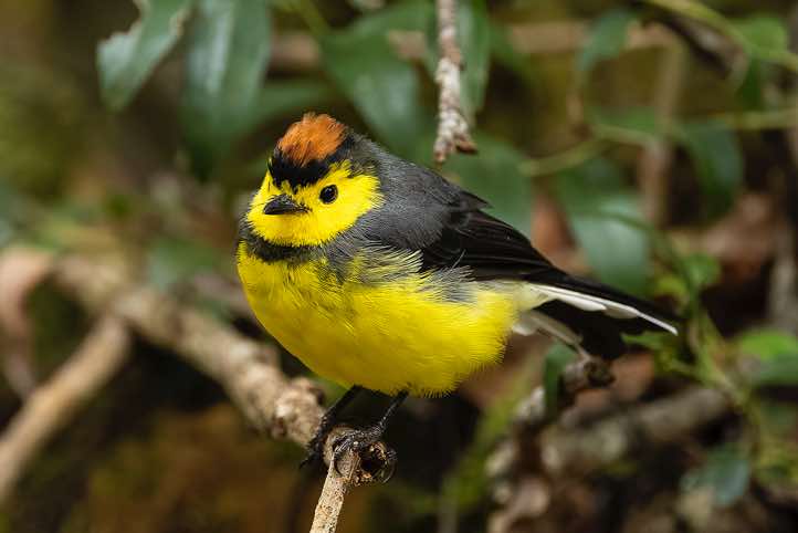 Collared Whitestart (Myioborus torquatus), or Collared Redstart, Sendero Los Robles, San Gerardo de Dota, San José Province