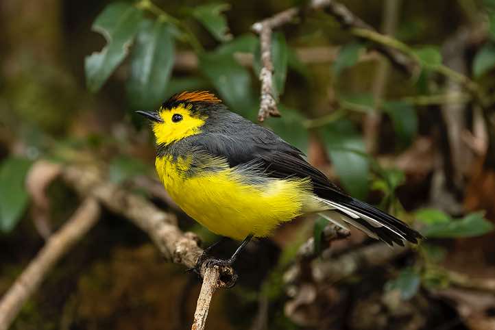 Collared Whitestart (Myioborus torquatus), or Collared Redstart, Sendero Los Robles, San Gerardo de Dota, San José Province