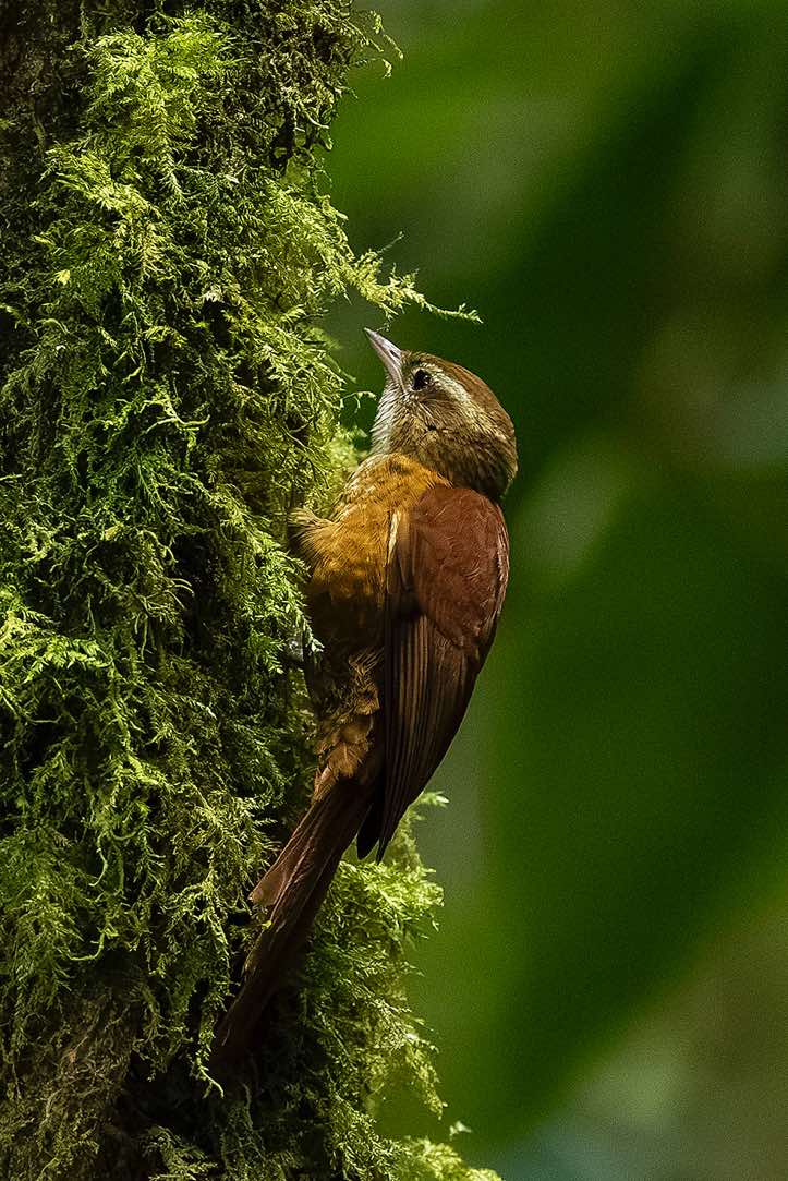 Wedge-billed Woodcreeper (Glyphorynchus spirurus), Sendero Los Robles, San Gerardo de Dota, San José Province