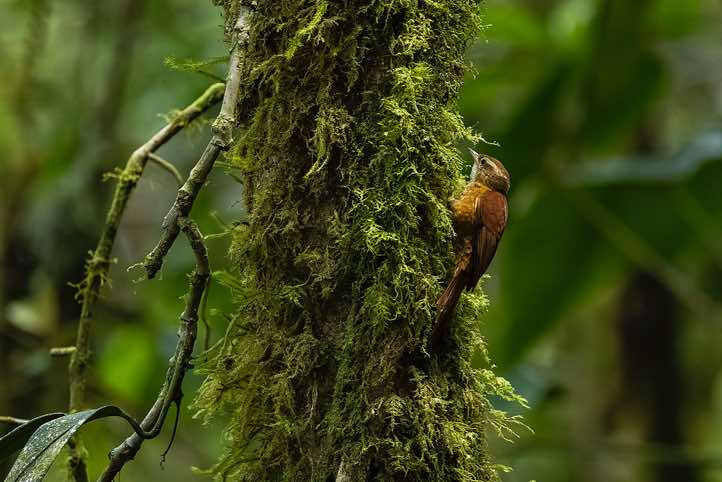 Wedge-billed Woodcreeper (Glyphorynchus spirurus), Sendero Los Robles, San Gerardo de Dota, San José Province