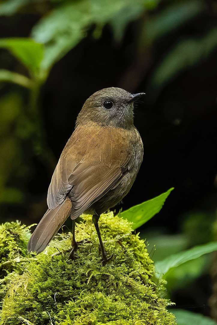 Black-billed Nightingale-Thrush (Catharus gracilirostris), Sendero Los Robles, San Gerardo de Dota, San José Province