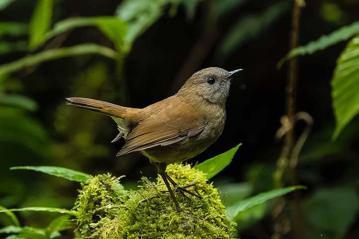 Black-billed Nightingale-Thrush (Catharus gracilirostris), Sendero Los Robles, San Gerardo de Dota, San José Province