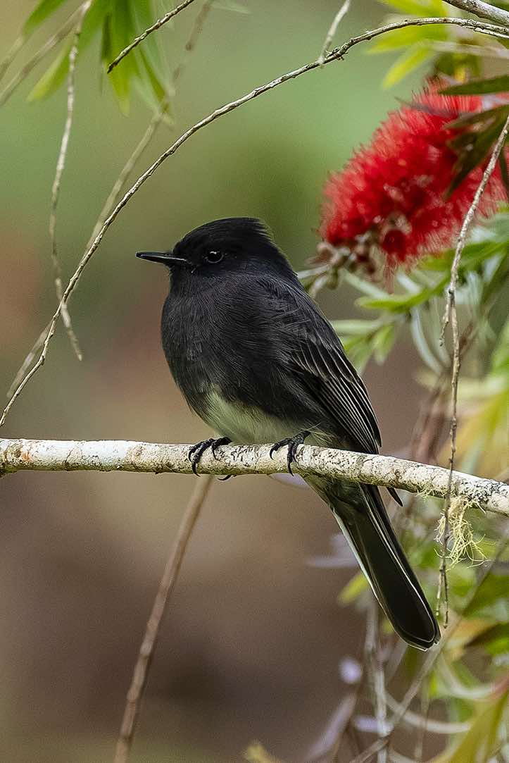 Black Phoebe (Northern), Sayornis nigricans, San Gerardo de Dota, San José Province
